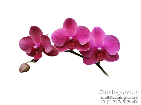 Pink orchids 65